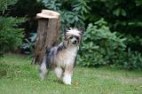 CHIEN NU CHINOIS 237